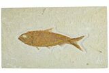 Detailed Fossil Fish (Knightia) - Wyoming #227448-1